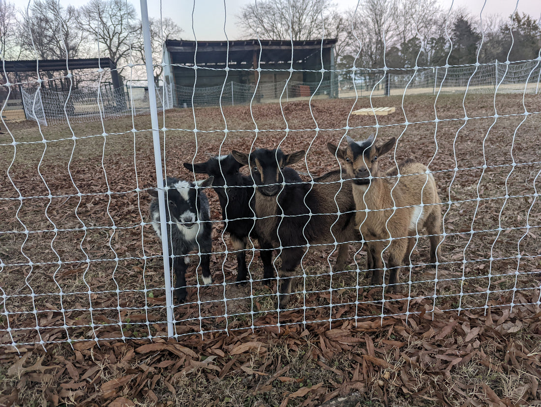 4 baby goats behind a white electric net fence