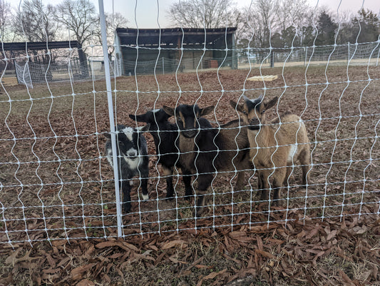 4 baby goats behind a white electric net fence