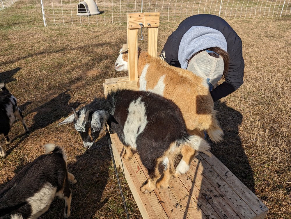 Portable goat stand