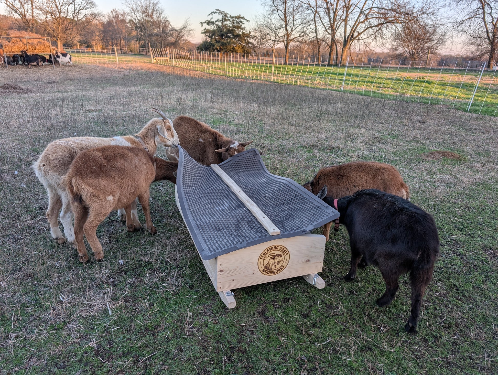 goats in the foreground using a free choice mineral buffet while goats in the background lounge about a raised hay feeder on winter pasture