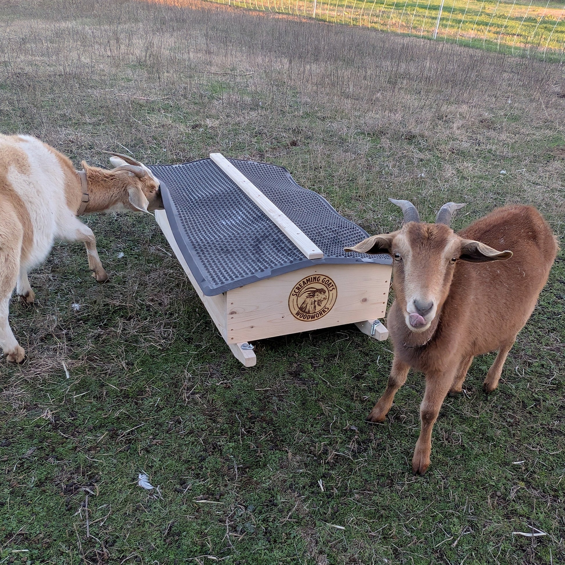 Muffin the Kiko Spanish cross doe loves minerals and is licking her lips while her sister Biscuit lifts the mat to access the mineral cart