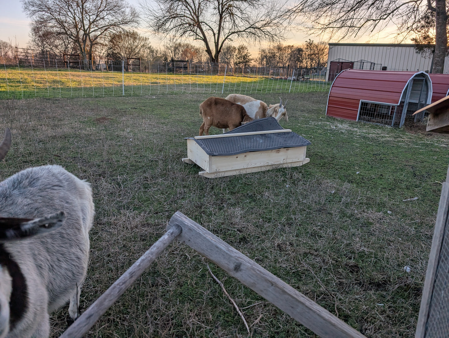 2 goats using a mineral cart within an electric net pasture with portable shelters