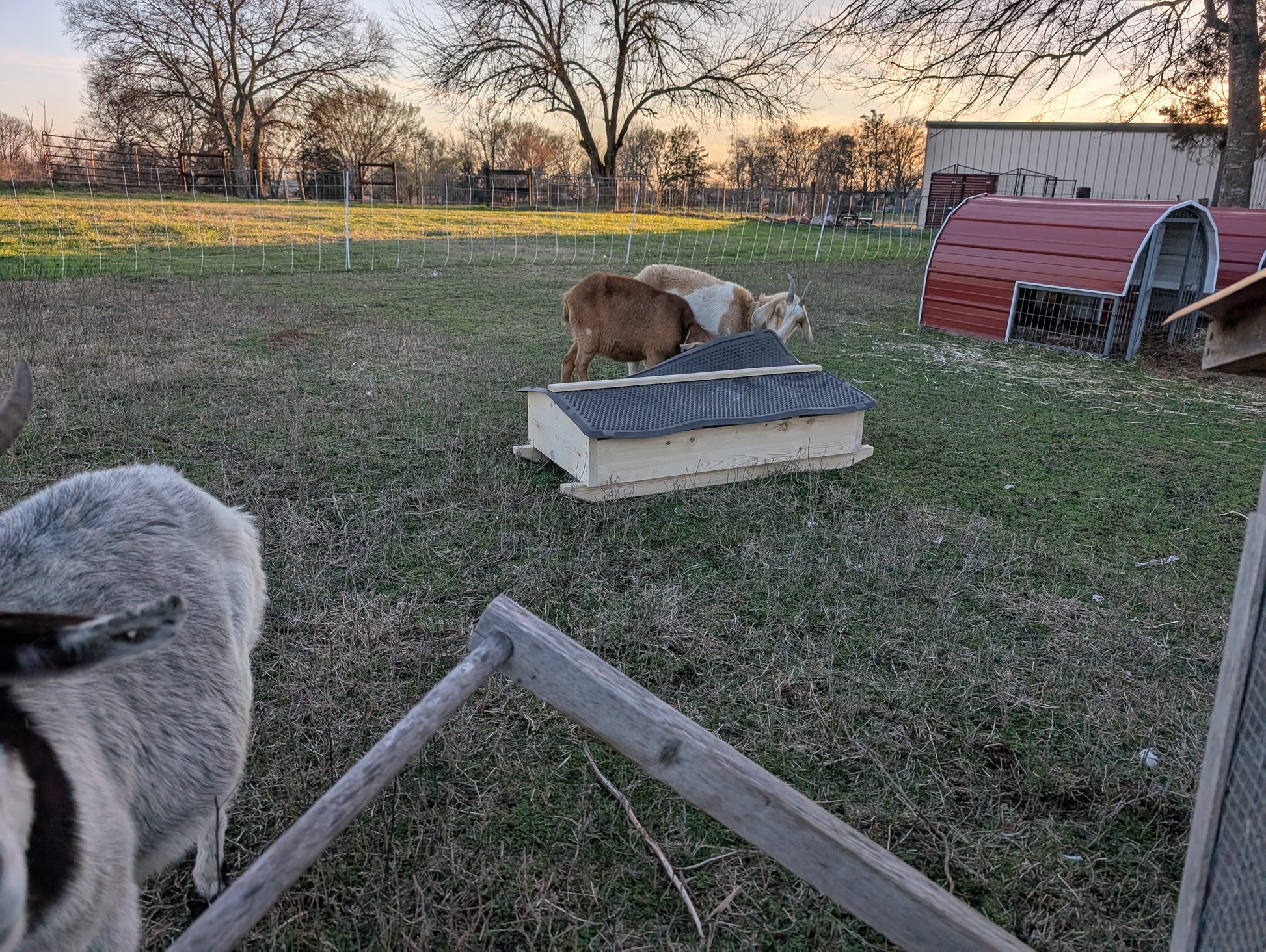 2 goats using a mineral cart within an electric net pasture with portable shelters